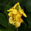 Canna Cannova® Yellow Lily Plant