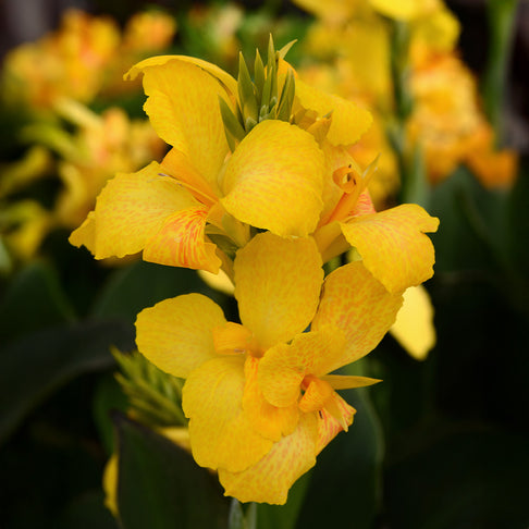 Canna Cannova® Yellow Lily Plant