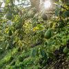 Carmen-Hass® Avocado Tree