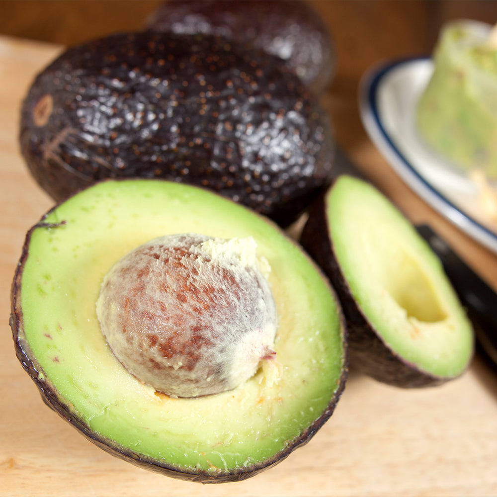 Carmen-Hass® Avocado Tree
