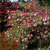 Bloomables® Carolina Sweetheart® Redbud Tree