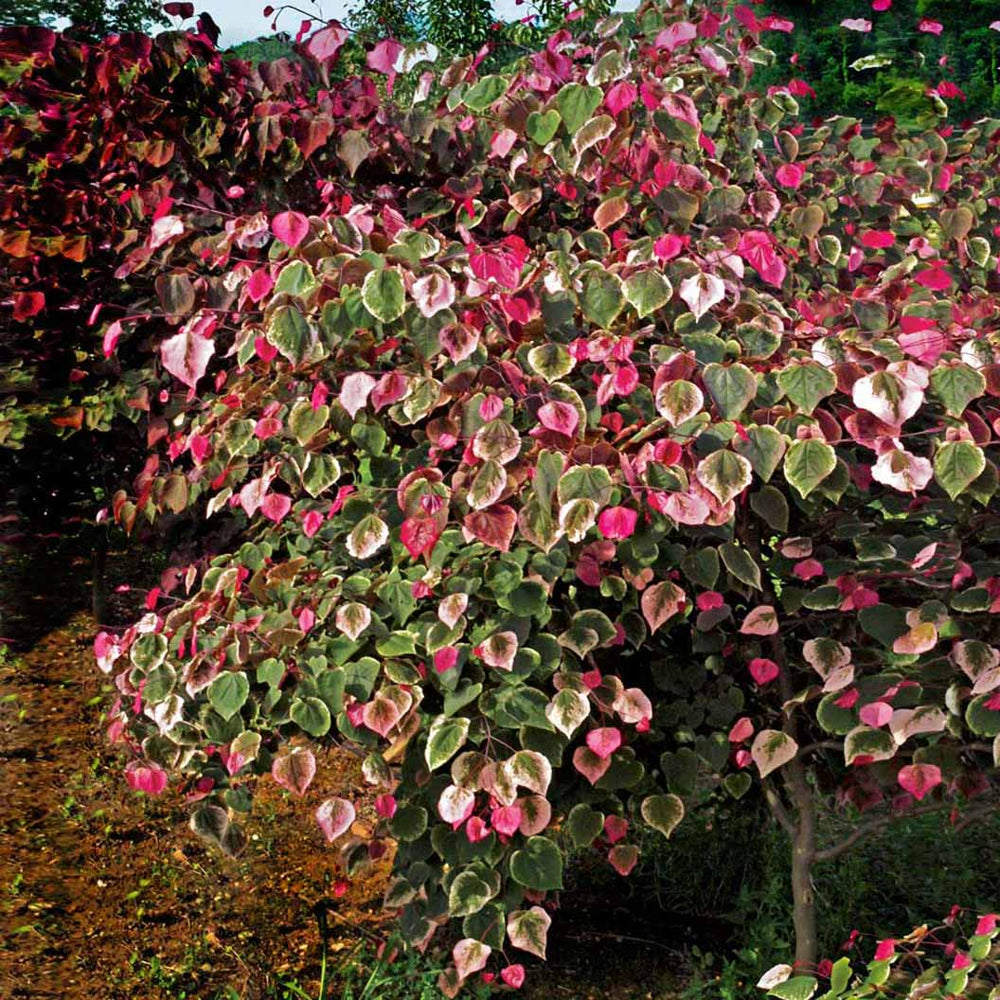Bloomables® Carolina Sweetheart® Redbud Tree