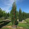 Frans Fontaine Hornbeam Tree