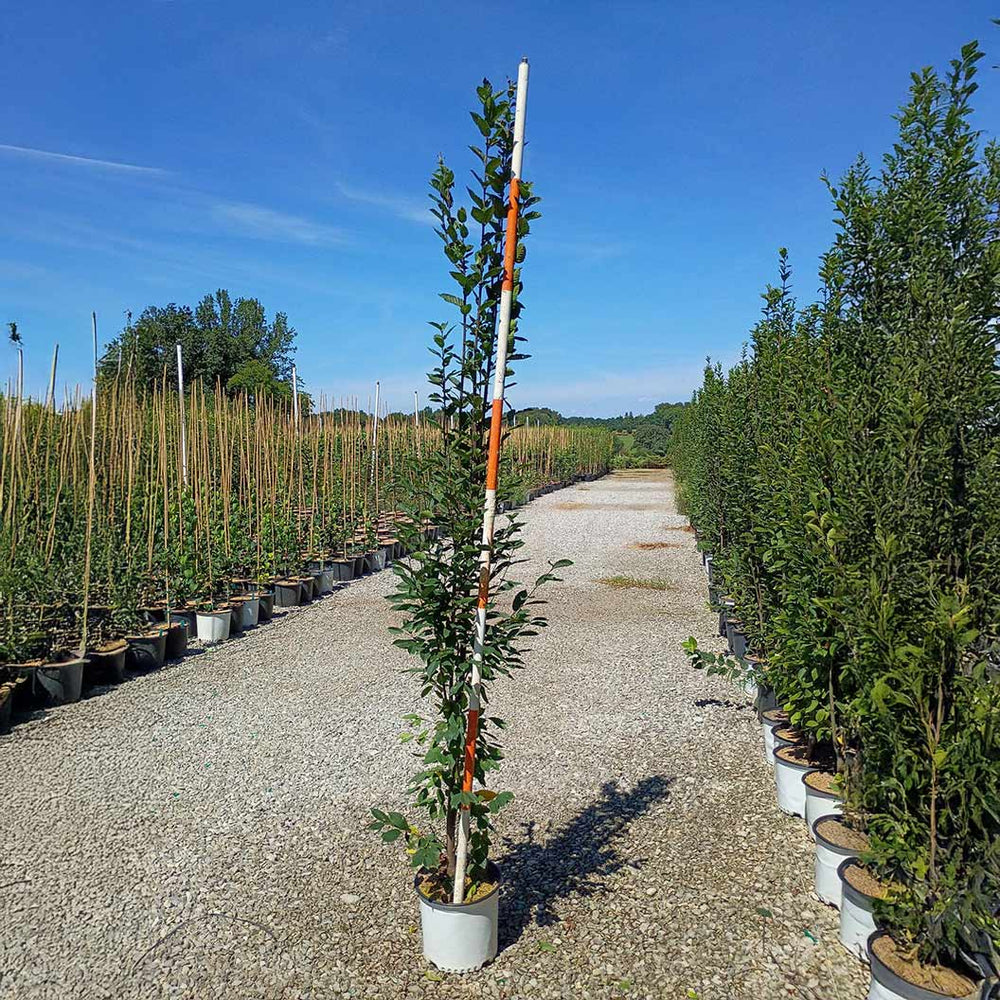 Frans Fontaine Hornbeam Tree