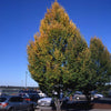 Frans Fontaine Hornbeam Tree