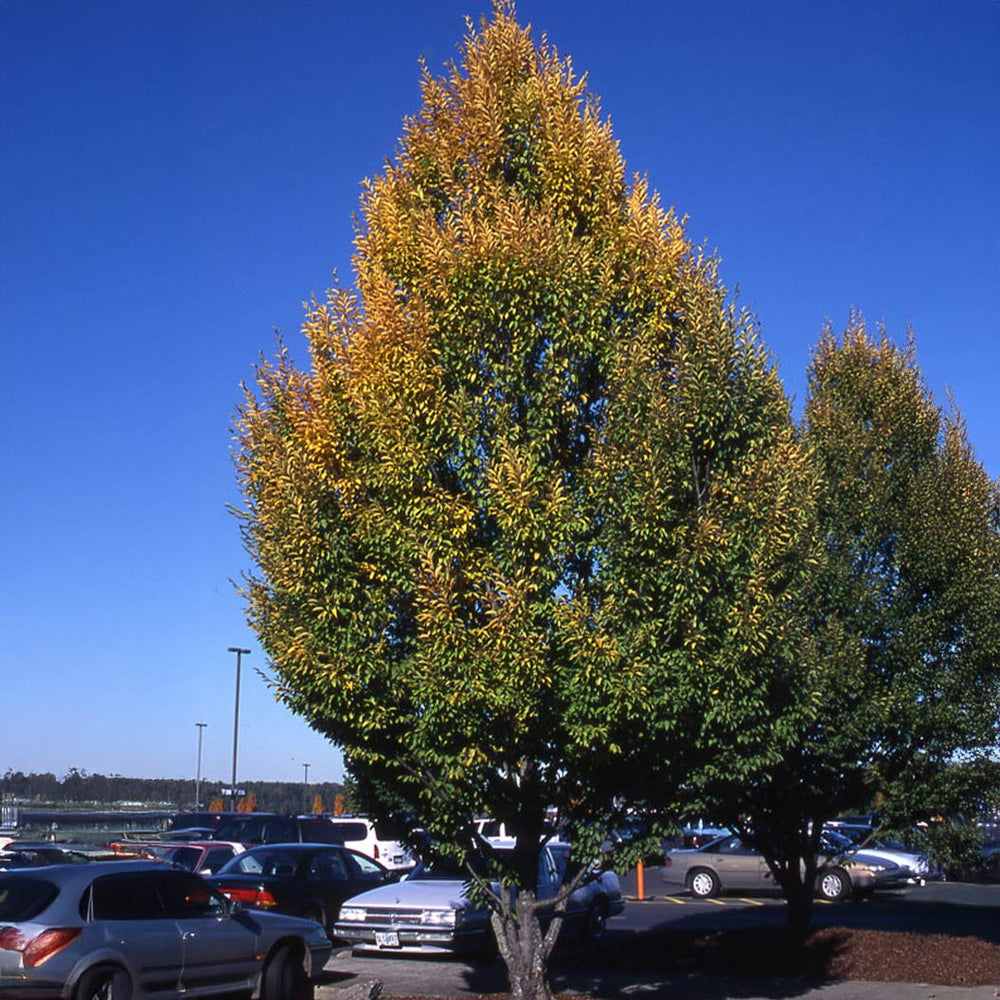 Frans Fontaine Hornbeam Tree