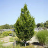 Frans Fontaine Hornbeam Tree