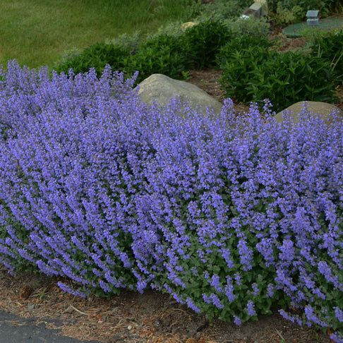 Purrsian Blue Catmint Plant