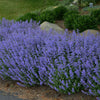Purrsian Blue Catmint Plant