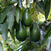 Catalina Avocado Tree