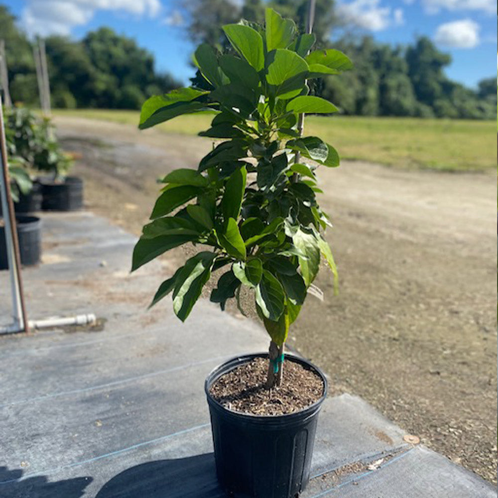 Catalina Avocado Tree