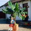 Dwarf Cavendish Banana Tree