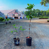 Celeste Fig Tree