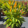 Flamma Golden Celosia Plant