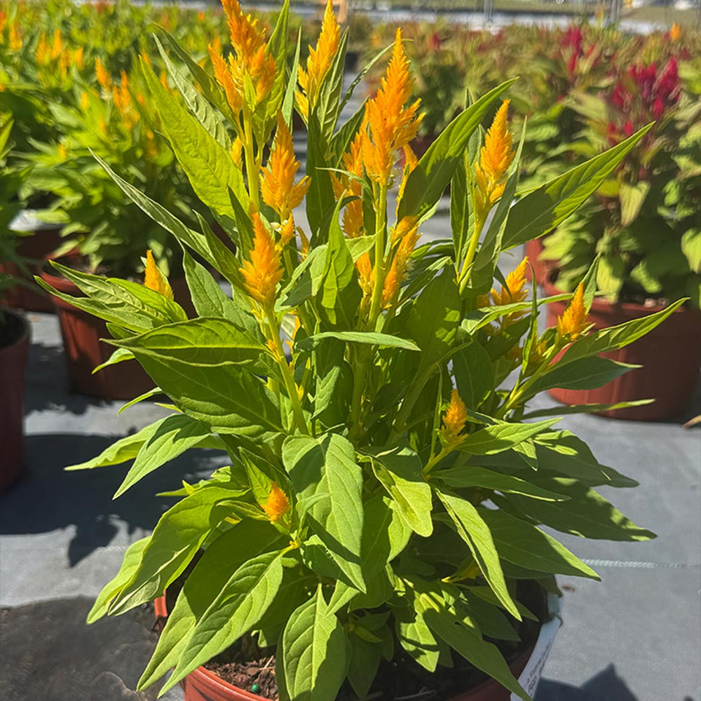 Flamma Golden Celosia Plant