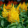 Flamma Golden Celosia Plant