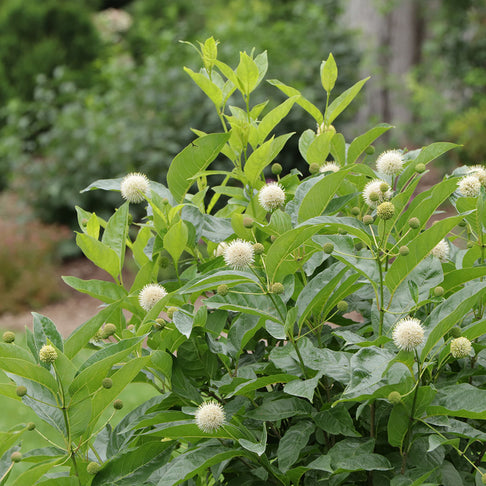 Proven Winners® Sugar Shack 2.0 Buttonbush Shrub