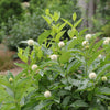 Proven Winners® Sugar Shack 2.0 Buttonbush Shrub
