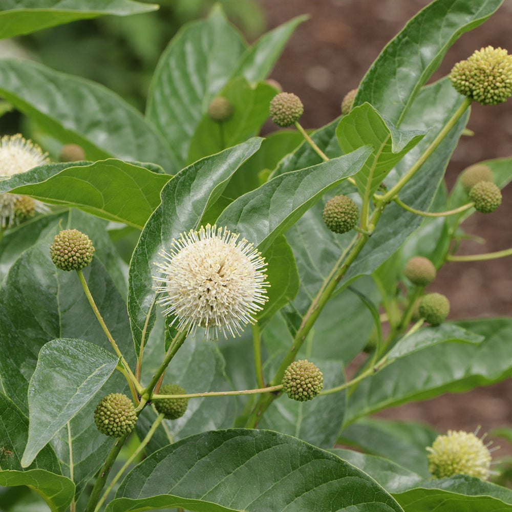 Proven Winners® Sugar Shack 2.0 Buttonbush Shrub
