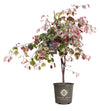 Bloomables® Carolina Sweetheart® Redbud Tree