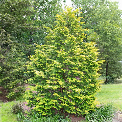 Goldilocks Cypress Tree