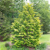 Goldilocks Cypress Tree