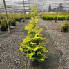 Goldilocks Cypress Tree