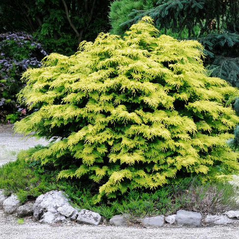 Kerdalo Hinoki Cypress Shrub