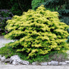Kerdalo Hinoki Cypress Shrub
