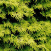 Kerdalo Hinoki Cypress Shrub
