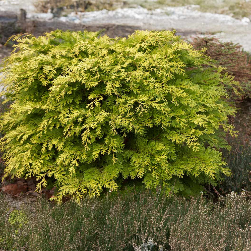 Kerdalo Hinoki Cypress Shrub