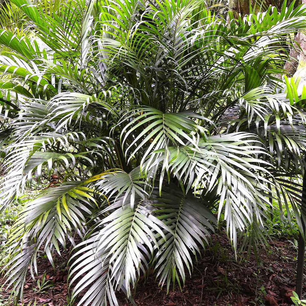 Cataractarum Palm Plant