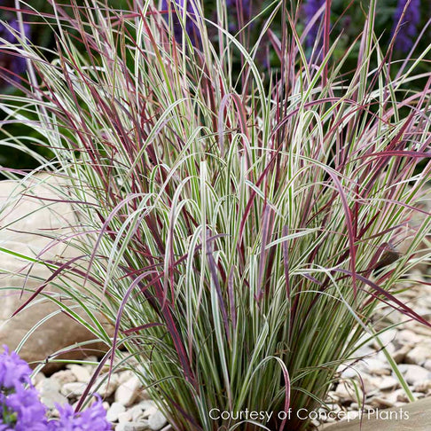 Chameleon Little Bluestem Shrub