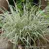 Chameleon Little Bluestem Shrub