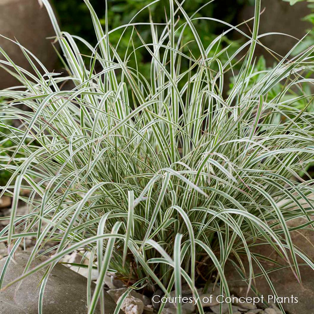Chameleon Little Bluestem Shrub