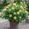 David Austin® Charles Darwin Rose Shrub