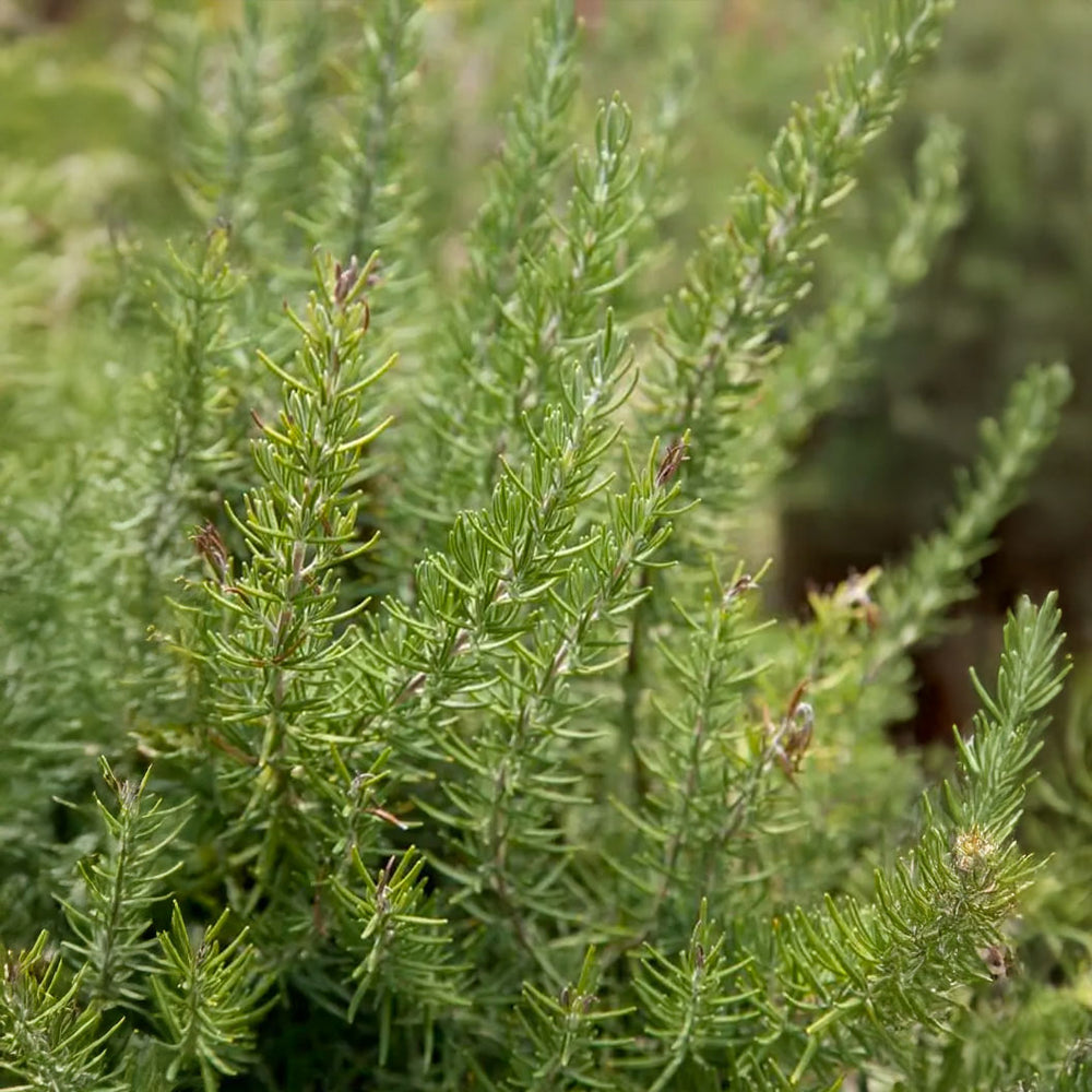 Southern Living® Chef's Choice® Rosemary Plant