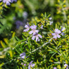 Southern Living® Chef's Choice® Rosemary Plant