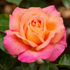 Chicago Peace® Rose Bush