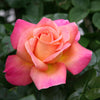 Chicago Peace® Rose Bush