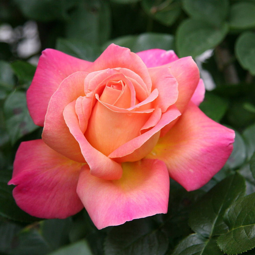 Chicago Peace® Rose Bush