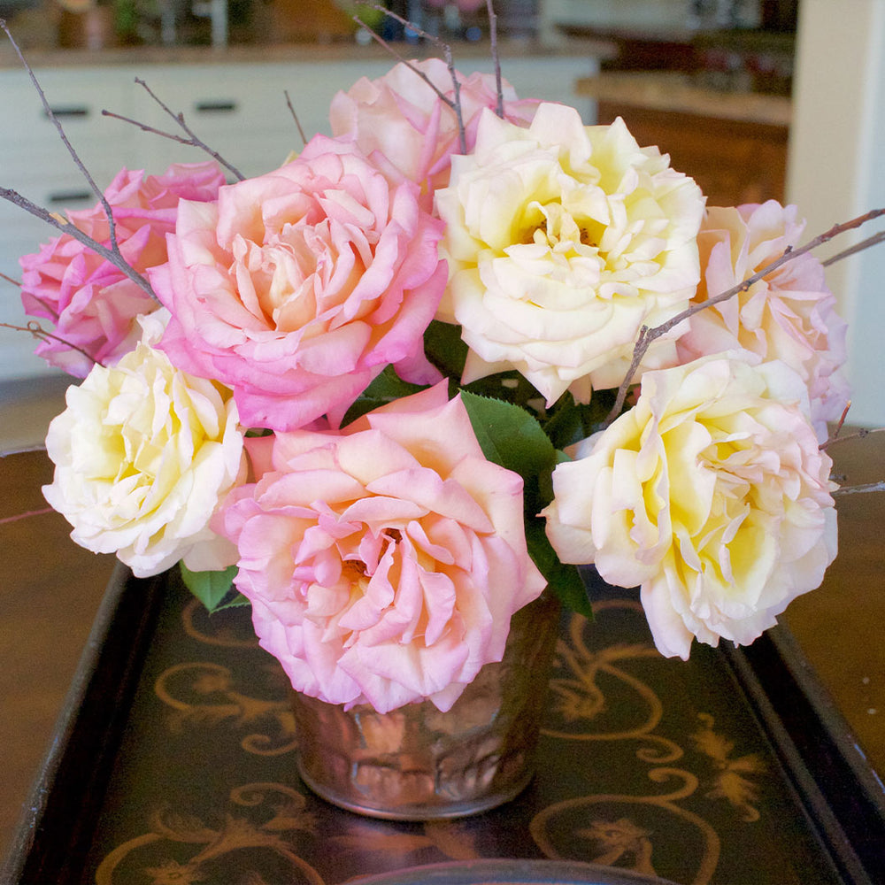 Chicago Peace® Rose Bush