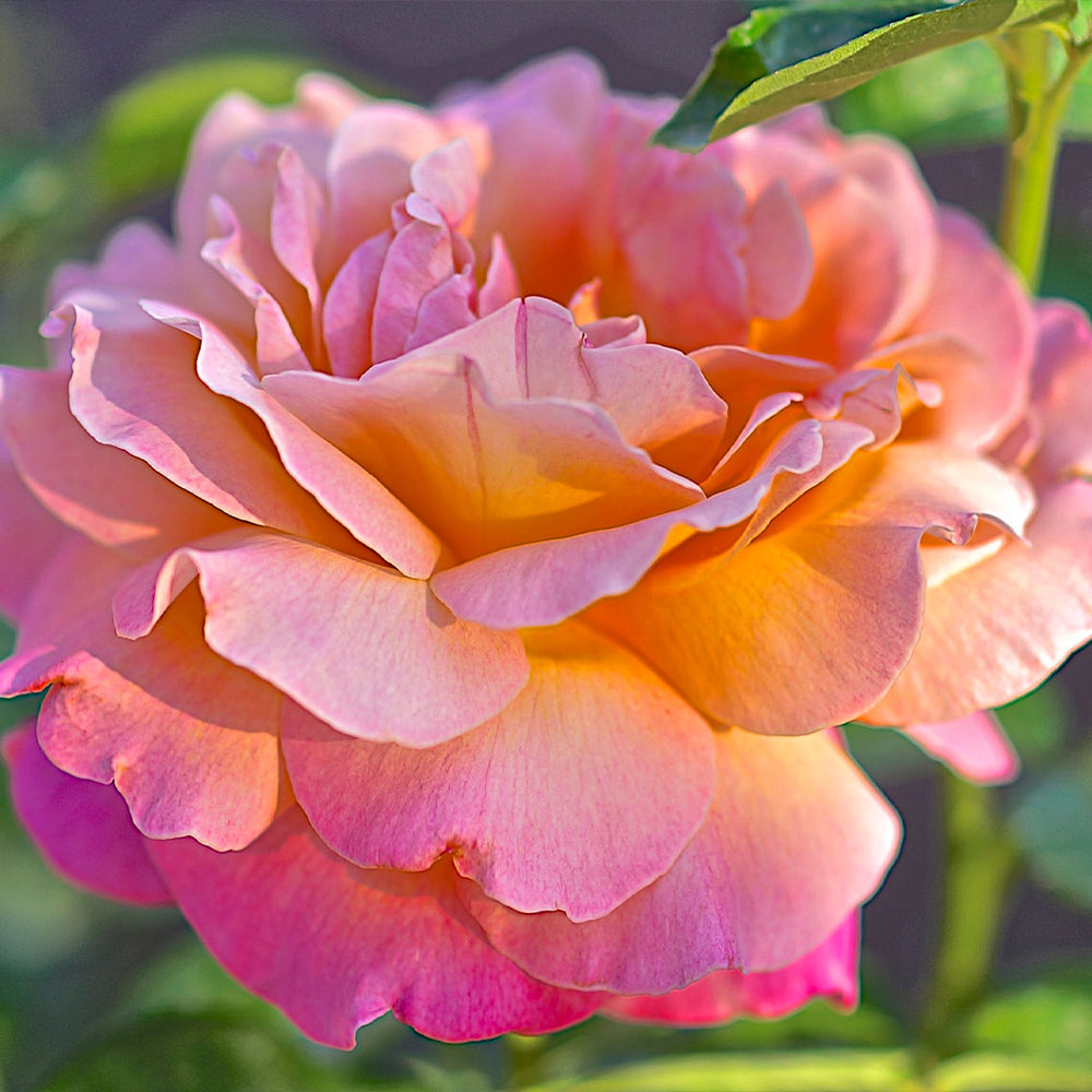 Chicago Peace® Rose Bush