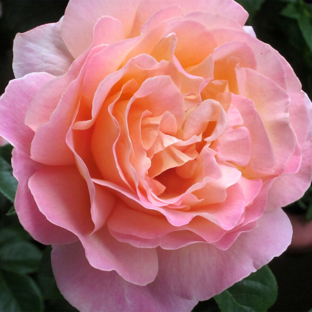 Chicago Peace® Rose Bush