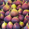 Chicago Hardy Fig Bush