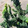 Chirimen Cypress Tree