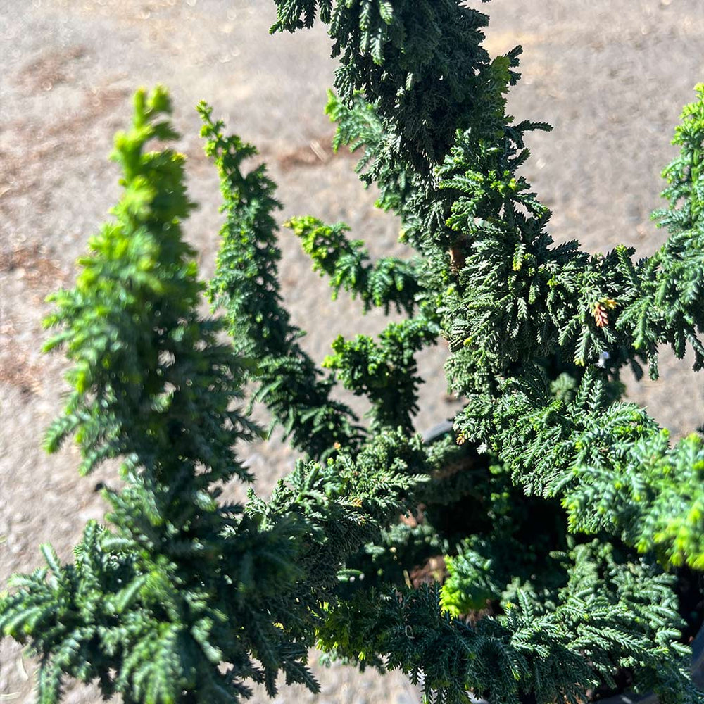 Chirimen Cypress Tree