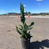 Chirimen Cypress Tree