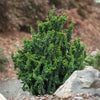 Chirimen Cypress Tree