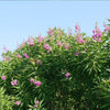 Proven Winners® El Nino® Chitalpa Desert Orchid